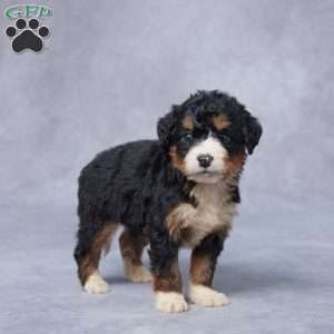 Juls, Mini Bernedoodle Puppy